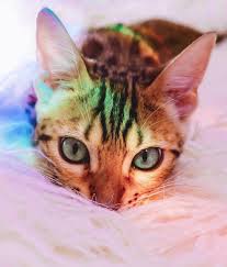 Follow For More Awesome Cat Breeds Bengalcat Bengal Cat Bengal Bengal Kitten Cats Bengal Cat
