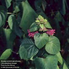 Image result for Clerodendrum melanocrater