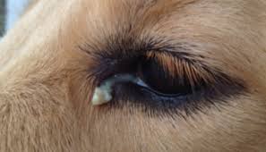 These methods are for removing eye boogers that are hanging out in the corners or edges of your dog's eyes. Dog Eye Discharge Causes Types Prevention And When To See A Doctor Causes And Remedies Dog Is World