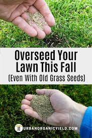 Can I Overseed With Old Grass Seeds Grass Seed Planting Grass Lawn Care Tips