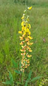 Image result for Crotalaria preladoi