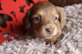 Chocolate And Cream Dapple Longhair Female Dachshund Muddy River Dachshunds Dachshund Puppy Miniature Dachshund Puppies For Sale Dachshund Puppies
