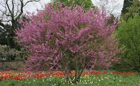 Grosse Blutenstraucher Als Hausbaum Ersatz Haus Baume Judasbaum Garten Pflanzen