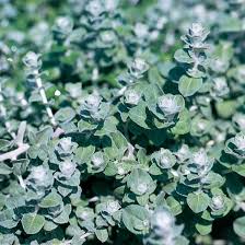 Image result for Helichrysum asperum