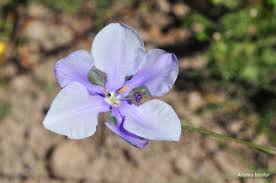 Image result for Aristea