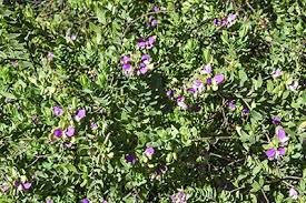 Image result for Polygala myrtifolia