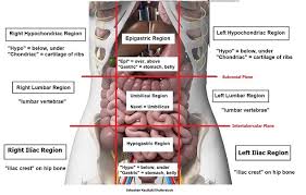 Four Abdominal Quadrants And Nine Abdominal Regions Anatomy And Physiology