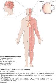 advances in stem cell research and therapeutic development