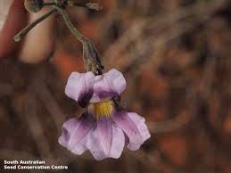 Image result for Goodeniaceae