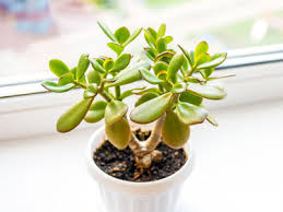So, how do you even start identifying them and figuring out which one is right as a houseplant, it is very hard to kill, requiring little to no maintenance. 20 Types Of Succulent Plants With Pictures Indoor Outdoor Plant Index