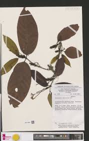 Image result for Oxyanthus speciosus