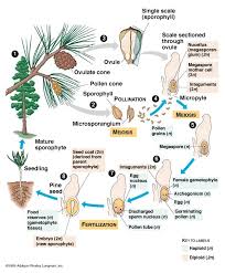Kingdom Plantae Biology Plants Gymnosperm Horticulture Education