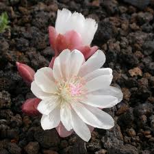 The lotus flower, blooming out of muddy waters, has long been a symbol of rising above suffering. Florasphere