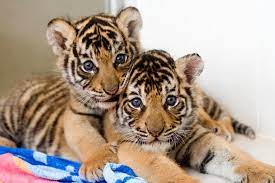 Tiger Cubs At Dreamworld Cute Tiger Cubs Baby Animals Cute Animals