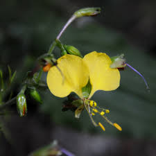 Image result for Aneilema aequinoctiale