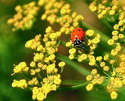 Insectes Utiles Dans Le Jardin 17 Plantes Qui Attirent Les Coccinelles Mit Bildern Gemusehochbeet Pflanzen Gartenliege