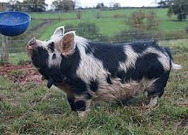 Kune Kune Pet Pigs Cute Piglets Barn Animals