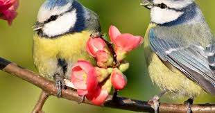 Check spelling or type a new query. 19 Common British Birds In Your Garden Lovethegarden