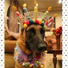 German Shepherds Of Instagram On Instagram Happy 4th Birthday Zoe Featured Account Tonya100 Happybirthday Zoe Pastor Aleman Ovejeros Alemanes Perros