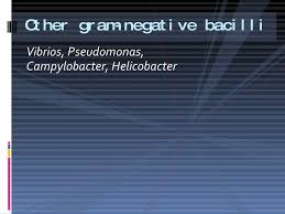 They are opportunistic pathogens that take advantage of underlying conditions and diseases. Other Gram Negative Bacilli