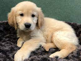 Golden Retriever Dog Male Golden 2620073 Petland San Antonio
