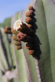 Image result for Lophocereus marginatus