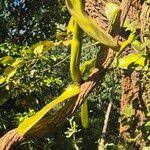 Image result for Vanilla polylepis