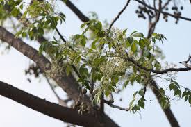 Image result for Meliaceae