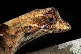 Image result for Anolis scypheus