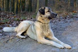 The breed is named for the kangal district of sivas province in central turkey where it probably originated. Kangal Soldier Of The Steppe Blog Nature Pbs