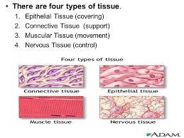 Maybe you would like to learn more about one of these? General Biology Lab Lab 7 8 Animal Tissues A Tissue Is Aggregation Of Cells Perform The Same Function And Is Bound Together By A Certain Substance Ppt Download