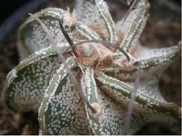 Goat horn skull solid sterling 925 silver pendant. Astrophytum Capricorne Goat S Horn Cactus World Of Succulents Astrophytum Capricorne Cactus Goat Horn