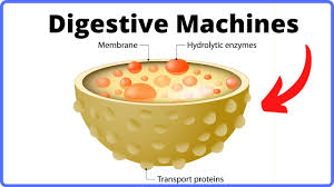 A lysosome is an organelle containing digestive enzymes which it uses to function as the digestion and waste removal for cells, food particles, bacteria, etc. How A Cell Digests Waste Function Of Lysosomes Youtube