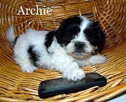 Mini teddy bear puppies wisconsin. Teddy Bear Puppies For Sale In Wisconsin Find Teddy Bear Puppies For Sale In Wisconsin Minnesota And Illinois Teddy Bear Puppies Puppies Shichon Puppies