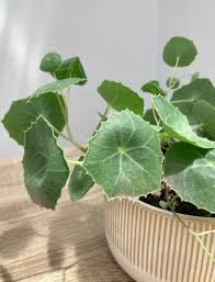 Image result for Senecio oxyriifolius