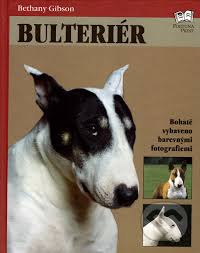 Image result for bulteriér