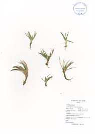 Image result for Tristicha