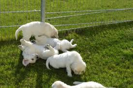 Resin golden retriever figurine golden retriever puppies for sale. Golden Retriever Puppies For Sale Tulsa Ok 128466