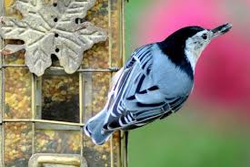 attract more species with the best food for birds