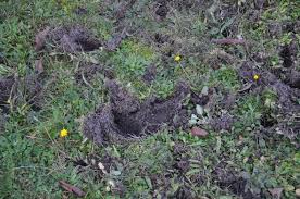 Wildschweine aus dem garten fernzuhalten ist schwierig, da sie sehr lernfähig sind. Was Sind Das Fur Locher In Meinem Garten Freizeit Tiere Loch