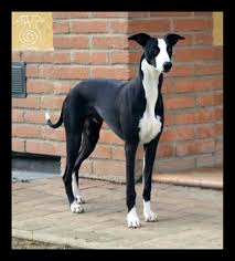 Black And White Greyhound Dog Pin By Monika Jankowska On Whippets Sight Hounds Grey Hound Dog Dog Day Afternoon Whippet