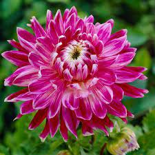 Vancouver Dinner Plate Dahlia In 2020 Dahlia Bulb Flowers Growing Dahlias