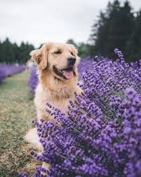 Trying To Blend In So The Squirrels Don T See Me True Stor Cok Sirin Hayvanlar Hayvan Kopek