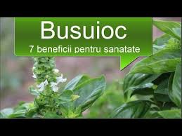 Ceaiul de busuioc este foarte simplu de preparat. Ceaiul De Busuioc 7 Beneficii Pentru Sanatate Youtube
