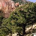 Colorado pinyon