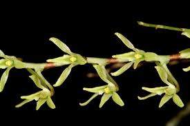 Image result for Angraecopsis