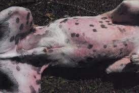 Allergies In Dogs Symptoms And Treatment Australian Dog Lover