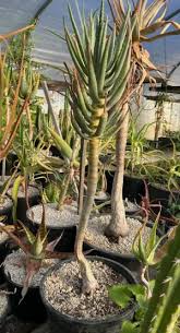 Image result for Aloe littoralis