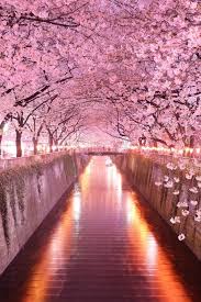 Japanese cherry blossom phone 846042 hd wallpaper. Wonderful Pink Cherry Blossom Wallpaper Iphone Resolution Iphone Wallpaper Cherry Blossom Japan 600x900 Download Hd Wallpaper Wallpapertip