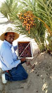 Van china ranch date farm. Sam Cobb Farms Date Farm Medjool Dates Black Gold Dates Farm Tours